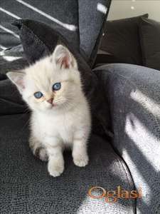 British shorthair kittens
